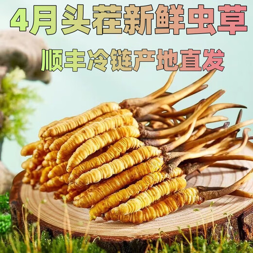 Frischer Cordyceps sinensis Vakuumverriegel