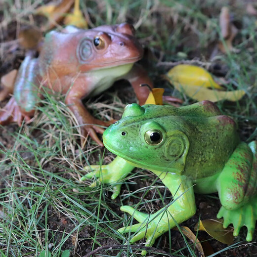 Oenux Simulation cognitive grenouille jouet solide enfant de poupée pour enfants Small Ornaments Bullfrog Frog Frog Bullfrog Frog Toad 1429 Africain Reed Frog