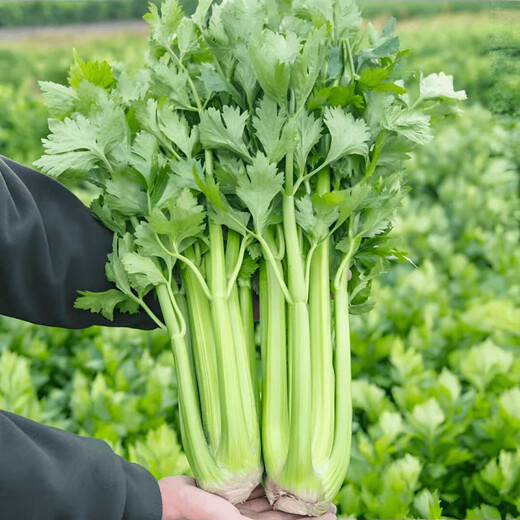 Celery seeds, crispy and sweet fruit celery seeds, four-season balcony potted celery vegetables, celery seeds, 3 bags of fruit celery seeds, enough for the whole family