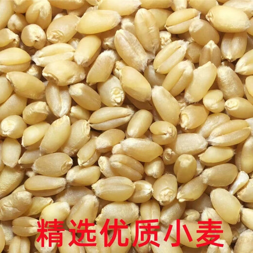 Wheat grains with skin 5Jin Jin is equal to 0.5kg Edible flour grinding medicine to induce maltose Germinated grass seeds Juicing and brewing Cat grass 2025 new wheat 2Jin Jin is equal to 0.5kg (can be germinated and ground)