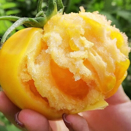 Rhubarb persimmon seeds, yellow tomato seeds, yellow imperial concubine tomato seeds, Northeast large fruit spring vegetable seeds, rhubarb tomato seeds/pack, about 200 capsules, 2 packs