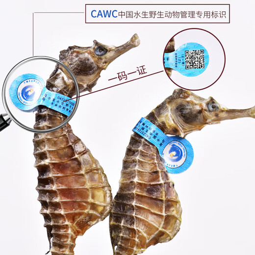 海马【CAWC认证】海马干货炖汤煲汤泡酒料 海马  1对（约1-2g）