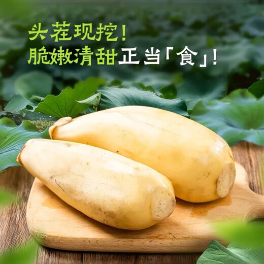 Fresh lotus root is crisp, tender and juicy. Seasonal fresh lotus root is sweet and cold as a snack. Premium lotus root - 2Jin Jin is equal to 0.5kg.