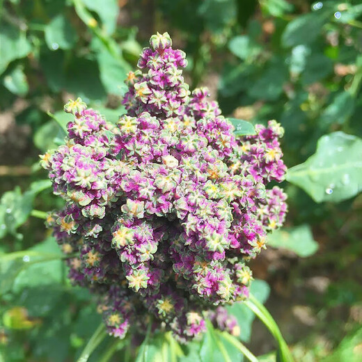 Xinyi black quinoa seeds are early-maturing and high-yielding in the field for easy-to-live quinoa seeds and grains. White quinoa seeds are half Jin Jin equal to 0.5 kg.