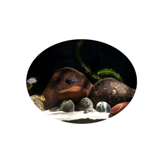 鹅卵石鱼缸造景套餐组合三湖草缸原生缸南美缸龟缸水族缸蓝海装饰 绿渐变 120-150缸造景(A3881)