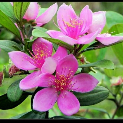 Ninja Seeds Mountain Twisted Fruit Seeds Dorney Mountain Twisted Fruits Mud Myrtle Twisted Southern Fruit Seeds Mountain Twisted Seeds Simple Pack (20 capsules)