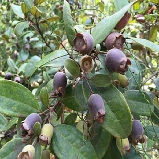 Ninja Seeds Mountain Twisted Fruit Seeds Dorney Mountain Twisted Fruits Mud Myrtle Twisted Southern Fruit Seeds Mountain Twisted Seeds Simple Pack (20 capsules)