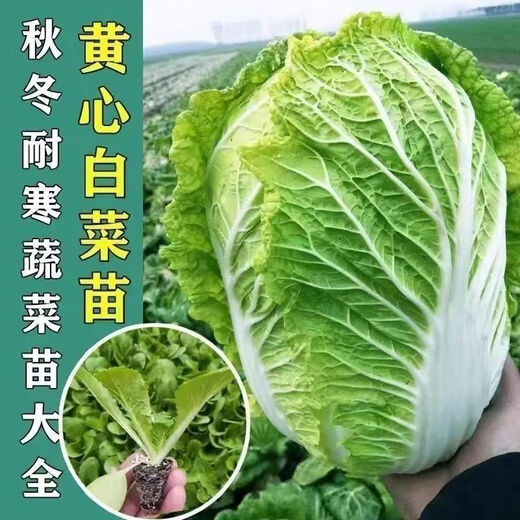 Chinese cabbage seedlings, yellow-heart baby cabbage seedlings, farm seedlings, Jiaozhou cabbage, autumn and winter cold-resistant high-yielding vegetable seedlings, 50 baby cabbage seedlings