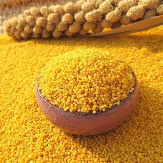 Reine Klebreissamen, authentische gelbe Hirsesamen, klebrig und klebrig, doppelt früh reifend, vogelresistent, ablagerungsresistent, können zu Klebreiskuchen verarbeitet werden, gelbgolden/weich wachsartig/trockenresistent, 50 g pro Packung