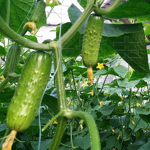 Mini fruit cucumber seeds, heat-resistant and high-yield, spring and summer small cucumber seeds, four-season balcony potted vegetable seeds, emerald dry cucumber 10g original
