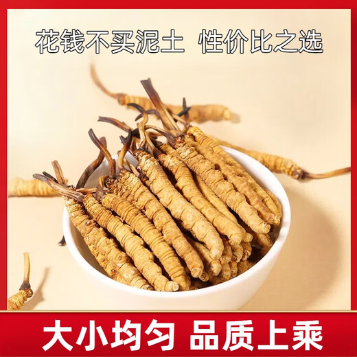 Kangsils neue getrocknete Cordyceps authentisch getrocknete Cordyceps Geschenkbox, um die Auswahlqualität von Cordyceps für Älteste zu nähren und zu nähren.