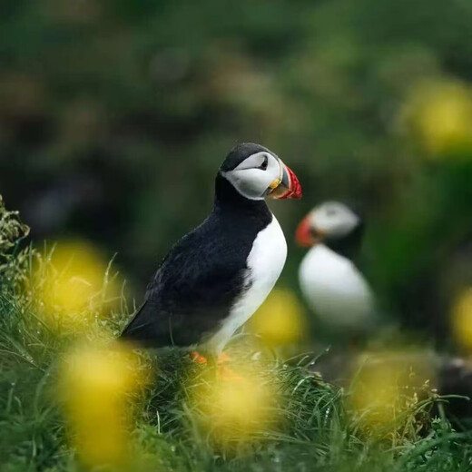 Iceland 10-day 7-night group tour + flight estimate included + glacier hiking + sky lake hot spring + sea view puffin + black sand beach (affordable luxury) comfortable hotel + special activities, November 2025, adult price