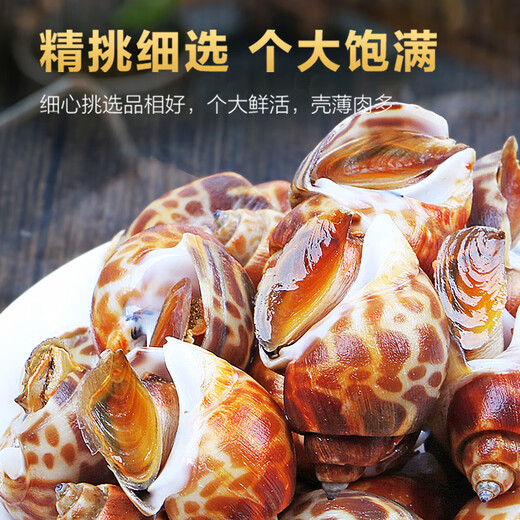 Xianchi Flower Snails Fresh Fresh Frozen Conch Extra Large Dongfeng Snail Extra Large Deep Sea Shellfish Seafood Wholesale Extra Large No Sand Net Weight 1500g