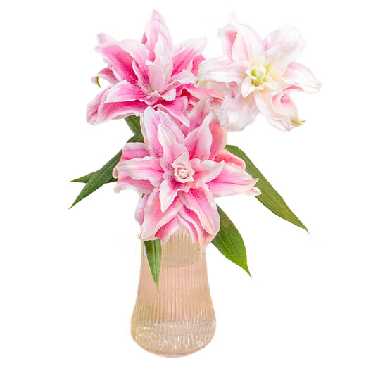 Three-headed double lily, 1 random color