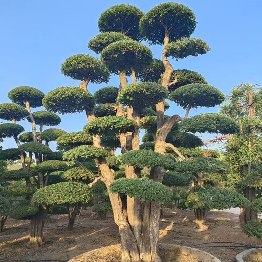 小叶女贞造型树地景树多头女贞造型庭院别墅四季常青绿植选树现挖 1098一物一拍 不含盆