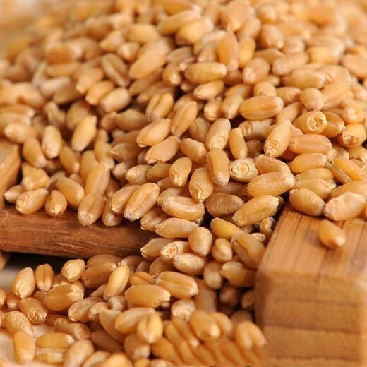 Wheat grains with skin 5Jin Jin is equal to 0.5kg Edible flour grinding medicine to induce maltose Germinated grass seeds Juicing and brewing Cat grass 2025 new wheat 2Jin Jin is equal to 0.5kg (can be germinated and ground)