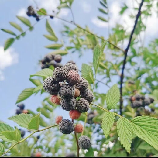 Yunnan's new thornless black bubble seedlings, thornless yellow bubble garden flowers, four-season green plants, original pots, original soil delivery, 1 thornless raspberry seedling