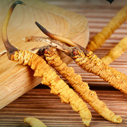 Zangyou auténtico Cordyceps Box Box Tonic para la primera etapa del regalo de Cordyceps para líderes de ancianos y padres [calidad estrictamente seleccionada] 3 palos/G-5 gramos-15 palos [Recomendación de título]