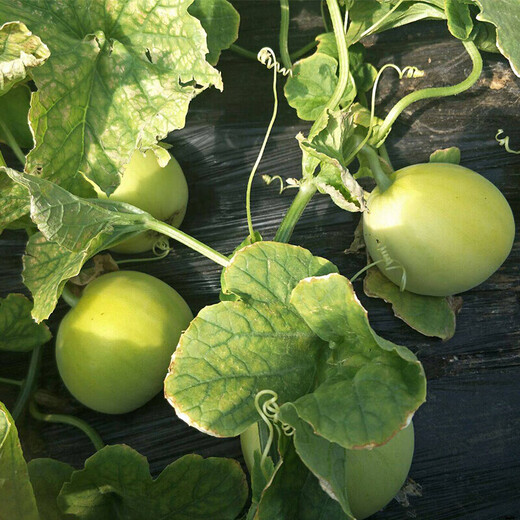 Tianbao seeds, national color and Tianxiang melon, sown in spring and autumn, Tianbao melon and cantaloupe, sweet fruit seeds for all seasons, national color and Tianxiang melon, canned 20g