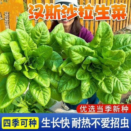 沙拉菜种子汉斯沙拉菜耐热耐寒夏秋播阳台速生易种植蔬菜 颗颗新种子1包【约1098粒】 沙拉菜种子