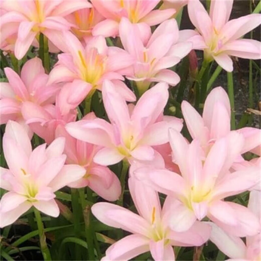 Orchid, onion orchid and leek bulbs bloom all year round, double-petaled orchid, heat-resistant and cold-resistant garden balcony potted flowers, color, mixed color, 50 balls (flowers bursting into pot effect)