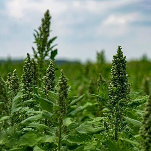 Xinyi black quinoa seeds are early-maturing and high-yielding in the field for easy-to-live quinoa seeds and grains. White quinoa seeds are half Jin Jin equal to 0.5 kg.