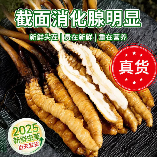 Fresh Cordyceps sinensis 2025 first-year Cordyceps authentic leader high-altitude gifts authentic fresh Cordyceps festival 1.2 grams/root or more 50 high-end gift boxes