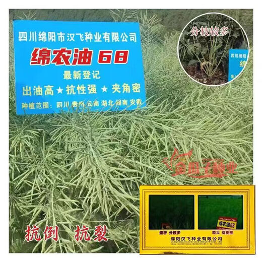 Hanfei Oil 1701 Agricultural Oil 68 Rapeseed Seed High Yield, High Oil, Dwarf Stem, Cold Resistant and Disease Resistant Brassica Rapeseed (25) Dwarf Stem Oil 80g