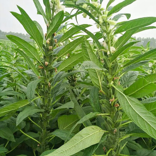 Black sesame seeds, white sesame seeds, oil extraction, Academy of Agricultural Sciences hybrid, high oil, stable yield, short stems, eight-edge seed base special Tazhi No. 1 black sesame seeds, original 75g