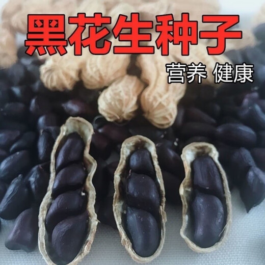 Black peanut seeds, sown in spring and summer, purple and black peanut seeds, black seed peanuts, original peanuts for field use, net weight in shell, 500 grams