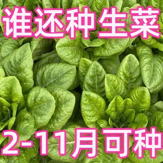 沙拉菜种子汉斯沙拉菜耐热耐寒夏秋播阳台速生易种植蔬菜 颗颗新种子1包【约1098粒】 沙拉菜种子
