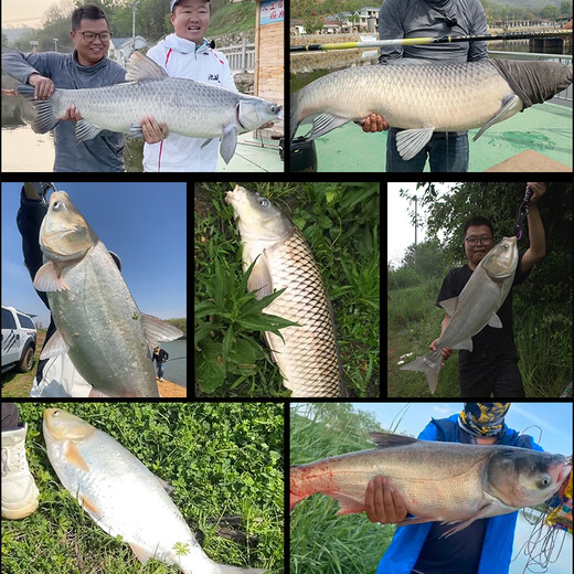 
Fishing King and King of S Big Things Pole Hand Rod Black Pit Silver Big Body Carp Green Grass Sturgeon Fishing Rod 7.2m