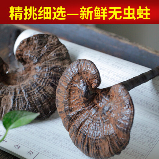 遇芝缘紫灵芝正品云南深山半野生紫芝带孢子粉不苦野芝可煲汤泡酒煮茶 一个灵芝整个（200-250克）