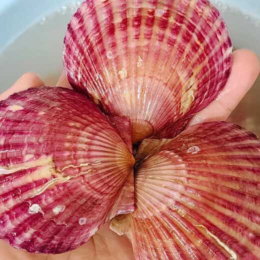 Fresh and moist fresh small red clams, net weight 3 Jin Jin equals 0.5 kg, 7-9 pieces/Jin Jin equals 0.5 kg, fresh, direct from Weihai source, New Year's gift giving