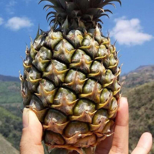 Fruit seeds, pineapple seedlings, Hainan pineapple seeds, pineapple pineapple seedlings, jackfruit seeds, which can be planted in the north and south, 50 pineapple pineapple seeds