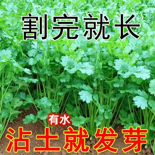 Four-season large-leaf coriander seeds, balcony potted coriander, four-season easy-to-grow vegetable seeds in farm fields, four-season large-leaf coriander seeds packed randomly & four-season fast-growing coriander seeds 1 pack, about 900 seeds, free fertilizer