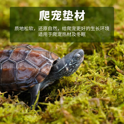 Dry moss, natural high-quality moss, special for Phalaenopsis orchids, sphagnum dendrobium planting nutritious soil, crawling pet turtle mat, preferred bulk moss 250g