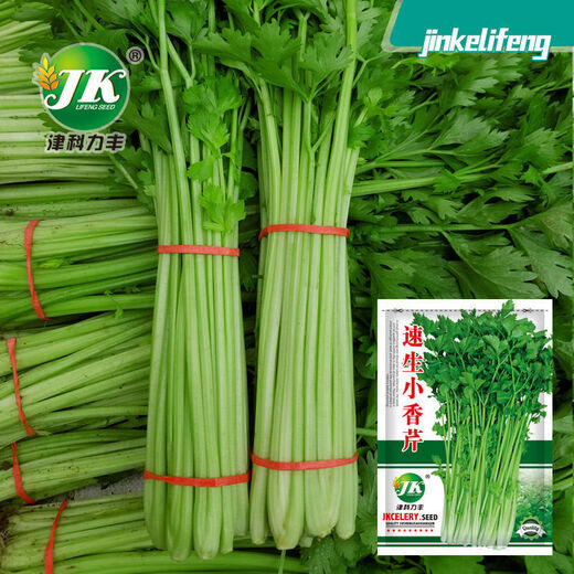 
Four Seasons Small Celery Seeds Crispy and Tender Celery Seeds Four Seasons Vegetable Seeds Potted Seeds Original [Four Seasons Quick-growing Small Celery Seeds] Selected Grain [Buy 14999 Get 14988 Pieces]
