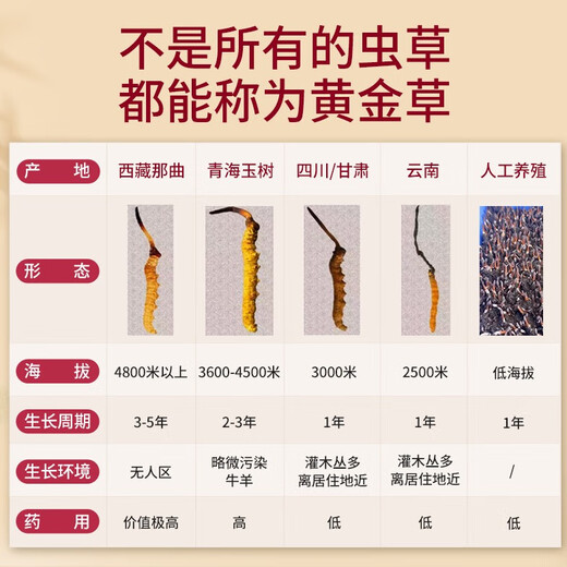 Guancaigui [Naru Qu, Tibet] Wild Cordyceps Sugar Sugar Supplements for Elders Nutrition Gift Box Cordyceps Gift Practical [4 roots/g] 5 grams of freshly tasted 20 roots (give one artificial grass for comparison
