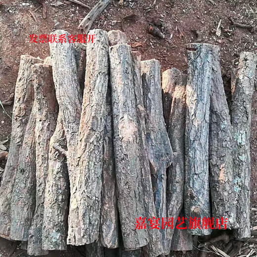 Champagne trunk underwater forest ornaments decoration pure natural water and land tank rainforest tank landscaping climbing pet turtle sun terrace 2-4 cm in diameter and 20 cm in length one piece