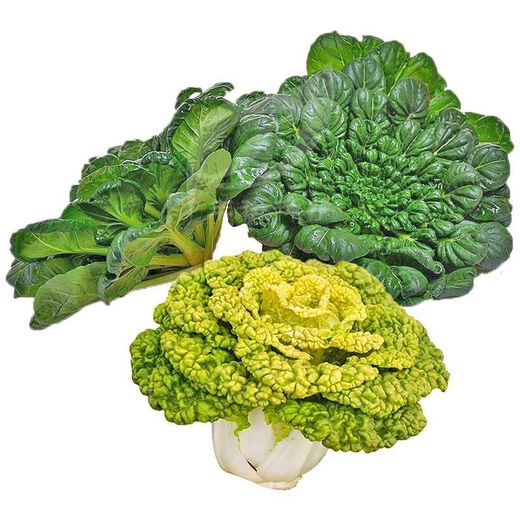 Huangxinwutaicai seedlings, chrysanthemum and cabbage seedlings, potted garden garden fields, easy to grow four-season vegetable seedlings, 60 Huangxinwutaicai plants