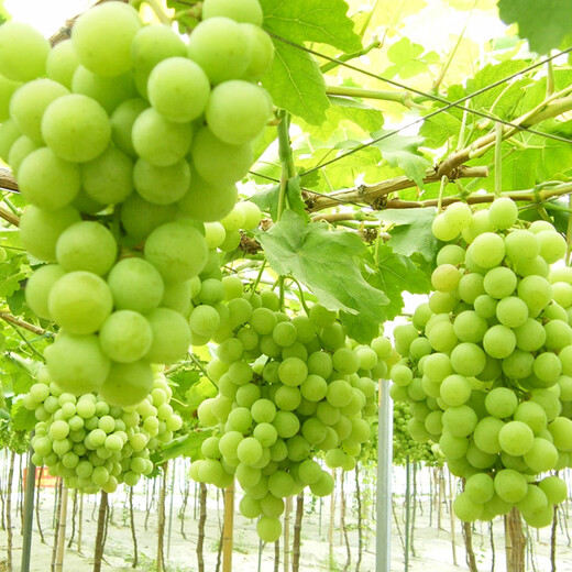 Guoguang Suremei Gibberellic Acid Thidiazuron Grape Expansion Agent Growth Regulator Plant Growth Regulator Pesticide 100ml*10 Bottles