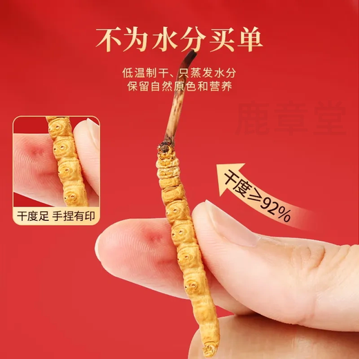Boîte-cadeau CordyCeps 2025 Premier chaume nouveau Cordyceps séché sélectionné Cordyceps authentique garanti de l'expédition le même jour. Les plus beaux cordyceps du Tibet 4 pièces 1 gramme 30 pièces