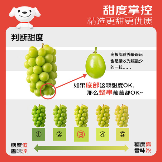 Jingxiansheng Sunshine Rose Grape Green Grape 4-4.5Jin Jin is equal to 0.5kg gift box, single fruit about 10g, fresh fruit, fresh gift box