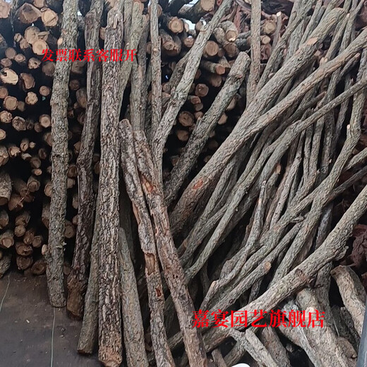 Champagne trunk underwater forest ornaments decoration pure natural water and land tank rainforest tank landscaping climbing pet turtle sun terrace 2-4 cm in diameter and 20 cm in length one piece