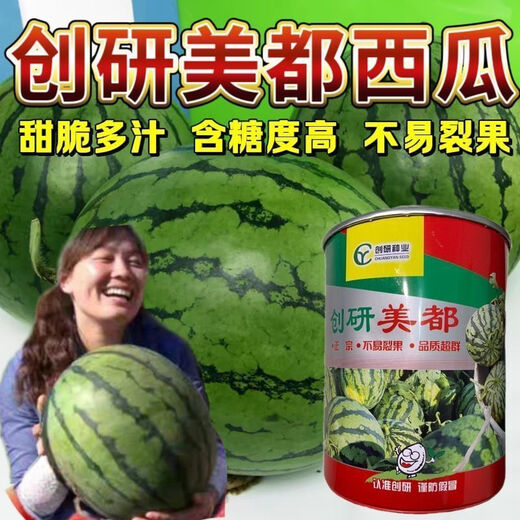 Store hot selling Chuangyan Meidu watermelon seeds with thin skin and few seeds, large fruit Kirin Sweet King seeds early maturing canned Chuangyan Meidu Kirin watermelon seeds base original delivery 1 can of about 800 seeds directly supplied from the base