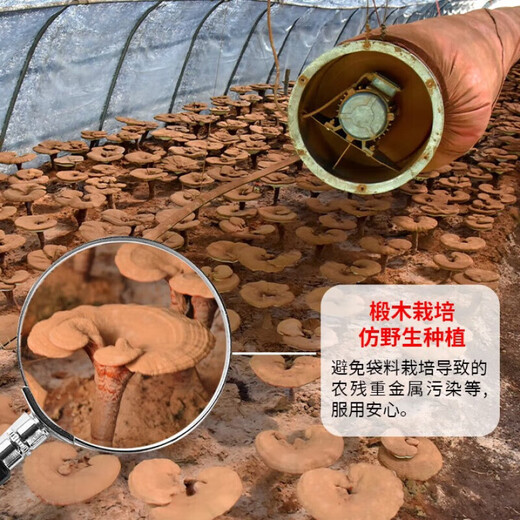 灵芝孢子粉  带粉赤灵芝头道孢子粉袍子粉 50克/罐（性价比款）