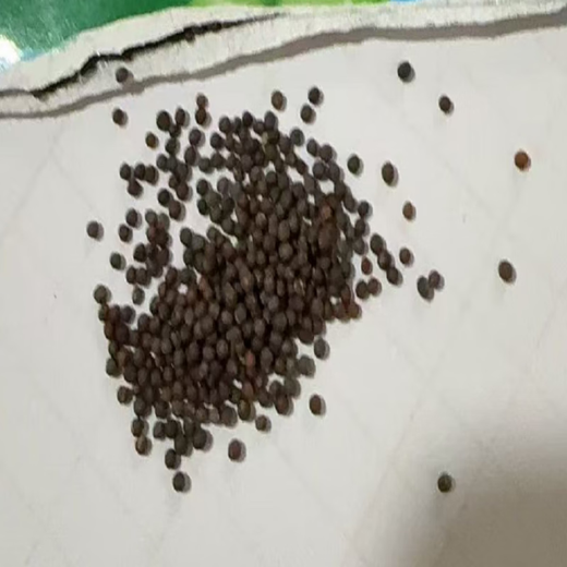 Babaoqing small rapeseed rapeseed has less fiber, tastes delicious and has good quality. It is used for sowing potted plants in all seasons. Babaoqing seeds, two packs of about 4,000 seeds.