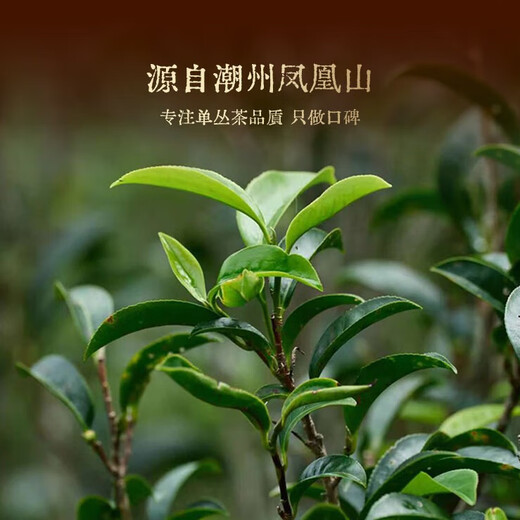 炭纪（teagraphy）X问山守艺乌龙茶凤凰单枞乌岽蜜兰香特级50g单枞中火罐装送礼