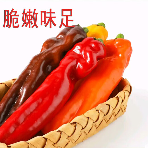 
Zhushi Orange Fruit Colored Peppers Bell Peppers Yunnan Fresh Long Pepper Mini Chili Can Eat Raw Salad Seasonal Fruits and Vegetables Premium Medium Fruits 1050g - Randomly sent 2-4 colors
